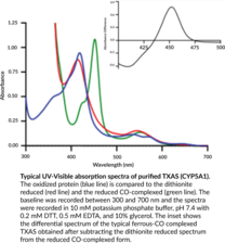 Thromboxane A Synthase (human, recombinant)