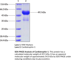 Cardiotrophin-1 (human, recombinant) (CT-1, CT1, CTF1)