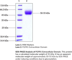 FGFR1 Extracellular Domain (human, recombinant) (Basic Fibroblast Growth Factor Receptor 1, bFGF-R-1, BFGFR, CD331, Fibroblast Growth Factor Receptor 1, FGFBR, FLT2, Fms-like Tyrosine Kinase 2)