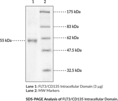 FLT3/CD135 Intracellular Domain (human, recombinant) (Fetal Liver Kinase-2, FL Cytokine Receptor, FLK2, FMS-like Tyrosine Kinase 3, Receptor-type Tyrosine-protein Kinase, Stem Cell Tyrosine Kinase 1, STK1)