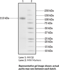 IKKβ (human, recombinant) (IĸB kinase β, IKK2, IKBKB, NFKBIKB, Inhibitor of Nuclear Factor ĸ-B Kinase Subunit β, Nuclear Factor NF-ĸ-B-inhibitor Kinase β)