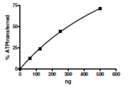 IKKβ (human, recombinant)