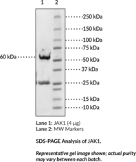 JAK1 (human, recombinant) (Janus-Associated Kinase 1, JTK3, Tyrosine-Protein Kinase JAK1)