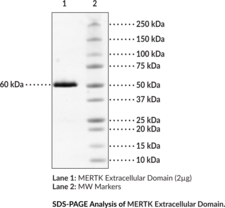 MERTK Extracellular Domain (human, recombinant) (MER, c-Mer, Proto-oncogene c-Mer, Receptor Tyrosine Kinase MerTK, RP38, Tyrosine-protein Kinase Mer)