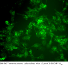 C3 BODIPY Ganglioside GM1 (d18:1/3:0) (ammonium salt)