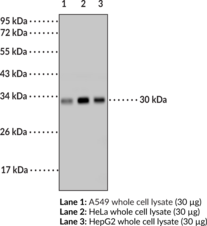 Interleukin-6 Monoclonal Antibody (Clone 19) (B Cell Stimulatory Factor 2, BSF-2, CDF, CTL Differentiation Factor, HGF, HSF, Hybridoma Growth Factor, IFN-β-2, IL-6, Interferon β-2)