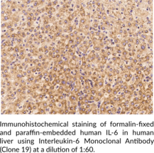 Interleukin-6 Monoclonal Antibody (Clone 19)