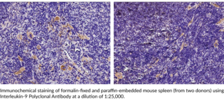 Interleukin-9 Polyclonal Antibody