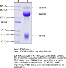 IGF-1R/CD221 Extracellular Domain (human, recombinant) (CD221, IGF-I Receptor, Insulin-like Growth Factor Receptor α- and β-chains)
