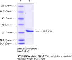 Bcl-2 (human, recombinant) (BCL2)