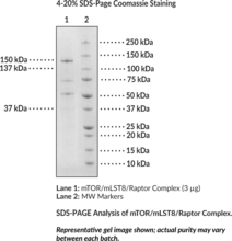 mTOR/mLST8/Raptor Complex (human, recombinant) (mTOR:, FKBP12-Rapamycin Complex-associated Protein, FK506-binding Protein 12-Rapamycin Complex-associated Protein 1, Mammalian Target of Rapamycin, Mechanistic Target of Rapamycin, Rapamycin and FKBP12 Target 1, Rapamycin Target Protein 1, Serine/Threonine-protein Kinase mTOR, mLST8:, G protein β Subunit-like, Gable, GβL, Target of Rapamycin Complex Subunit LST8, TORC Subunit LST8, Mammalian Lethal with SEC13 Protein 8, Raptor:, Regulatory-associated Protein of mTOR, RPTOR, p150 Target of Rapamycin-scaffold Protein, p150 TOR-scaffold Protein)