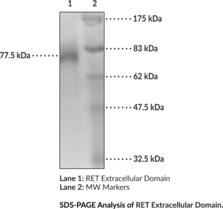 RET Extracellular Domain (human, recombinant) (Cadherin Family Member 12, Cadherin-related Family Member 16, CDHF12, CDHR16, Hydroxyaryl-protein Kinase, MEN2A, Proto-oncogene c-Ret, Rearranged during transfection, RET51)