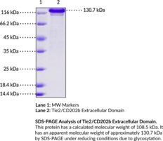 Tie2/CD202b Extracellular Domain (human, recombinant) (Angiopoietin-1 Receptor, Endothelial Tyrosine Kinase, Tunica Interna Endothelial Cell Kinase 2, Tyrosine-Protein Kinase Receptor TEK)