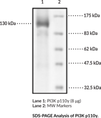 PI3K p110γ (human, recombinant) (p120-PI3K, Phosphatidylinositol 4,5-bisphosphate 3-kinase Catalytic Subunit γ isoform, PI3K-γ, PI3-kinase Subunit γ)