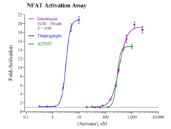 Nuclear Factor of Activated T cells Reporter Assay System (NFAT)