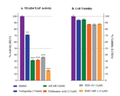 Human TEAD4/YAP Reporter Assay System (Human Transcriptional Enhanced Associate Domain 4 Protein, Human Yes-Associated Protein 1)
