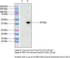 MR1 Monoclonal Antibody (Clone 2H7) (Class I Histocompatibility Antigen-like Protein, Major Histocompatibility Complex Class I-related Gene Protein, MHC Class I-related Gene Protein)