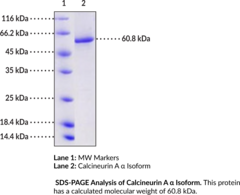 Calcineurin A α Isoform (human, recombinant) (Calmodulin-dependent Calcineurin A Subunit α Isoform, CALNA1, CAM-PRP Catalytic Subunit, CCN1, CNA1, PPP2B, PPP3CA, Protein Phosphatase 2B, Serine/threonine-Protein Phosphatase 2B Catalytic Subunit α Isoform)
