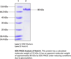 Notch1 (mouse, recombinant; aa 19-526) (Motch A, Neurogenic Locus Notch Homolog Protein 1, Notch Receptor 1, Tan1)
