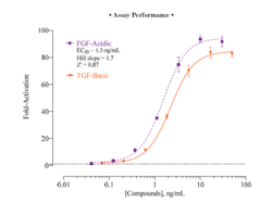 Fibroblast Growth Factor Receptors 1 & 2 Assay for Paracrine FGF Signaling (FGFR1/2) (Human Fibroblast Growth Factors 1 and 2)