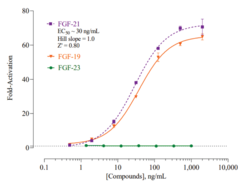 Fibroblast Growth Factor Receptor 1c and β-Klotho (FGFR/β-Klotho) for Endocrine FGF Signaling Reporter Assay System (Fibroblast Growth Factor 21, Fibroblast Growth Factor Receptor 1c and β-Klotho, FGF21, FGFR1c, FGFR1c/β-Klotho)