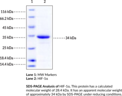 HIF-1α (human, recombinant; aa 575-826) (ARNT-interacting Protein, Hypoxia-Inducible Factor 1α)