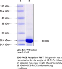 FHIT (human, recombinant) (Ap3Aase, Ap3A Hydrolase, Bis(5'-adenosyl)-Triphosphatase, Diadenosine 5',5"-P1,P3-Triphosphate Hydrolase, Dinucleosidetriphosphatase, FRA3B, Fragile Histidine Triad Protein)