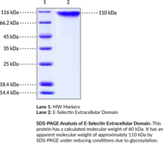 E-Selectin/CD62E Extracellular Domain (human, recombinant) (CD62 Antigen-like Family Member E, ELAM1, Endothelial Leukocyte Adhesion Molecule 1, LECAM2, Leukocyte-endothelial Cell Adhesion Molecule 2)