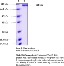 E-Selectin/CD62E (mouse, recombinant) (CD62 Antigen-like Family Member E, ELAM1, Endothelial Leukocyte Adhesion Molecule 1, LECAM2, Leukocyte-endothelial Cell Adhesion Molecule 2)