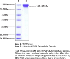 L-Selectin/CD62L Extracellular Domain (mouse, recombinant) (CD62 Antigen-like Family Member L, LAM1, LECAM1, Leukocyte-endothelial Cell Adhesion Molecule 1)
