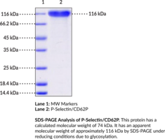 P-Selectin/CD62P (mouse, recombinant) (CD62 Antigen-like Family Member P, GMP140, Granule Membrane Protein 140, PADGEM, Platelet Activation-dependent Granule-external Membrane Protein, Platelet-selectin, SELP)