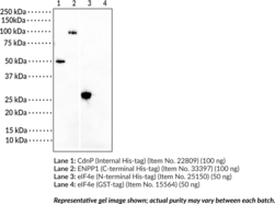 His-tag Recombinant Monoclonal Antibody (Hexa-His Tag, Hexahistidine Tag, 6x-His Tag)