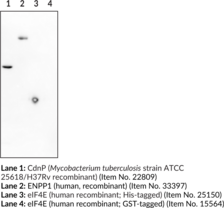 His-tag Recombinant Monoclonal Antibody - Biotinylated (Hexa-His Tag, Hexahistidine Tag, 6X His Tag)
