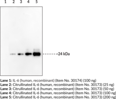 Citrullinated Interleukin-6 Polyclonal Antibody (B Cell Stimulatory Factor 2, BSF-2, CDF, CTL Differentiation Factor, HGF, Hybridoma Growth Factor, IFN-β2, IL-6, Interferon-β2)