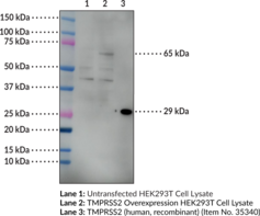 TMPRSS2 Monoclonal Antibody (Clone 3E10)