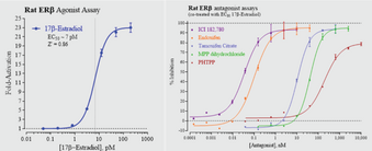Rat Estrogen Receptor Beta Reporter Assay System (nr3a1, Rat ESR2, rERβ)