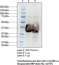 PD-L1 Extracellular Domain (human, recombinant) - Biotinylated (B7 Homolog 1, B7-H1, CD274, hPD-L1, PDCD1 Ligand 1, Programmed Cell Death Ligand 1, Programmed Cell Death Protein Ligand 1)