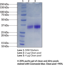 PD-L1 Extracellular Domain (human, recombinant) - Biotinylated