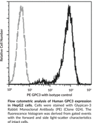 Glypican-3 Rabbit Monoclonal Antibody (PE) (Clone 024) (GPC3, MXR7, OCI-5)