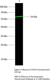 Influenza A Nucleoprotein Monoclonal Antibody (Clone 7B4G10G8) (Influenza A NP, Influenza A Nucleocapsid Protein)