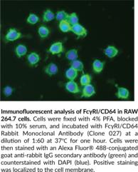 FcγRI/CD64 Rabbit Monoclonal Antibody (Clone 027)