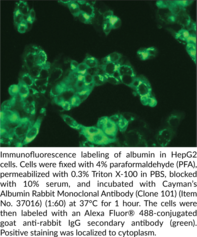 Albumin Rabbit Monoclonal Antibody (Clone 101)