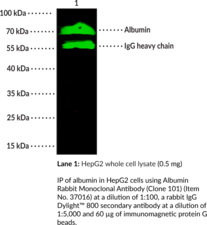 Albumin Rabbit Monoclonal Antibody (Clone 101)