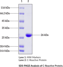 C-Reactive Protein (human, recombinant) (CRP)