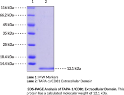 TAPA-1/CD81 Extracellular Domain (human, recombinant; His-tagged) (CVID6, TAPA-1, Target of Antiproliferative Antibody 1, TSPAN28)