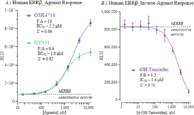 Human Estrogen-Related Receptor, Beta Reporter Assay System