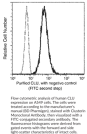 Clusterin Monoclonal Antibody (Clone 9E2E2)