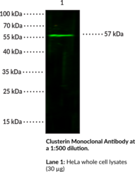Clusterin Monoclonal Antibody (Clone 9E2E2)