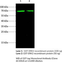 GST-tag Monoclonal Antibody (Clone 6C10G4)