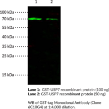 GST-tag Monoclonal Antibody (Clone 6C10G4)